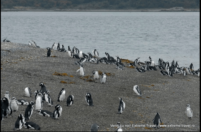 rezervatie de pinguini