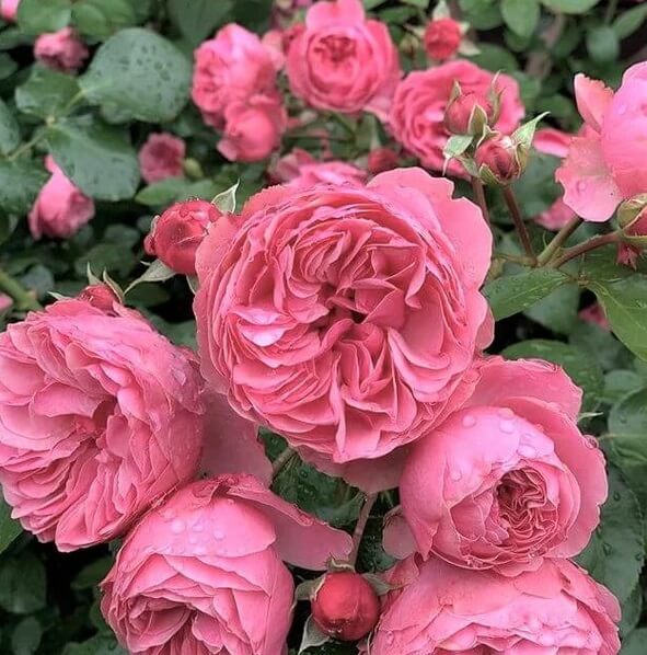 famous roses